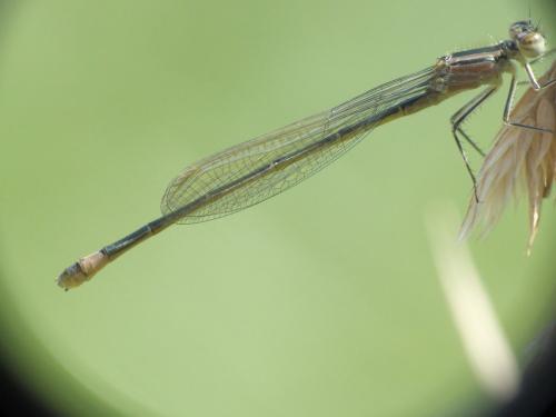 Ischnura elegans